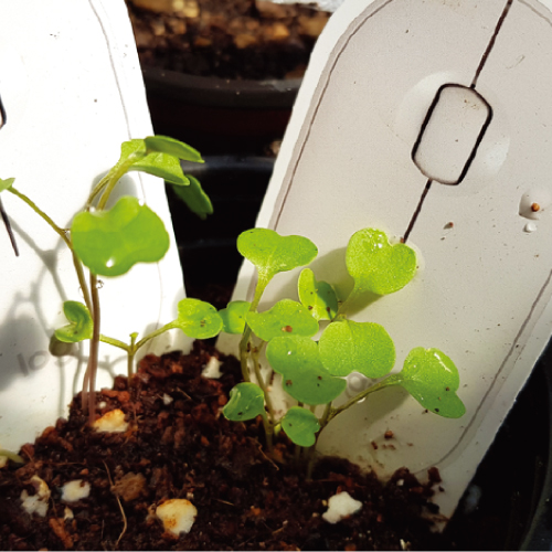 ���� ī��, ���� ī�� ��ǰ